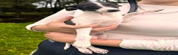 Italian Greyhound dogs for sale: KC Registered Italian Greyhounds Puppies - Advert 9