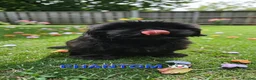 Shih Tzu dogs for sale: RARE BLACK STANDARD SHIH TZU WITH BLUE  SKIN - Advert 23