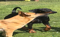 Belgian Shepherd Dog dogs for sale: Stunning litter of Belgium Malinois X Dobermann  - Image 9