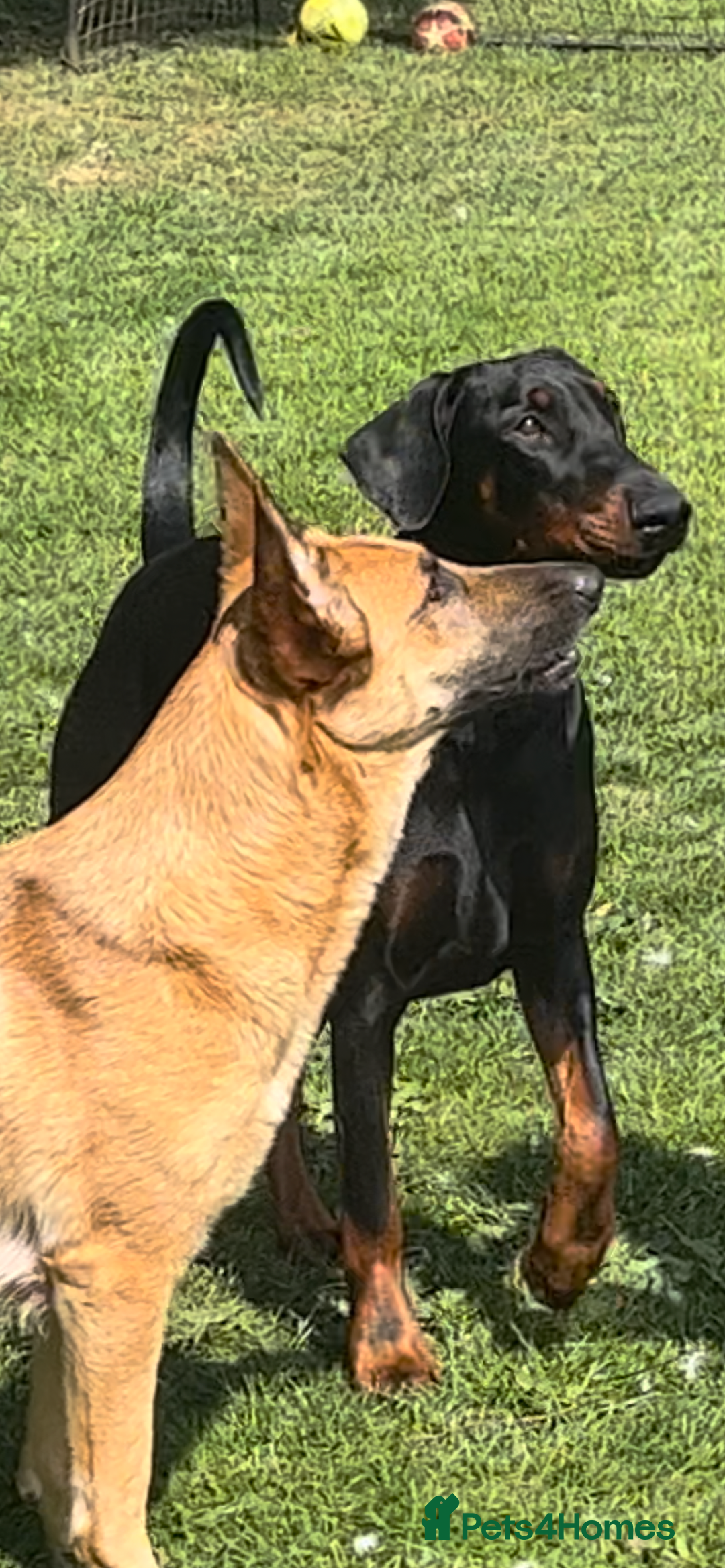 Belgian Shepherd Dog dogs for sale: Stunning litter of Belgium Malinois X Dobermann  - Image 9