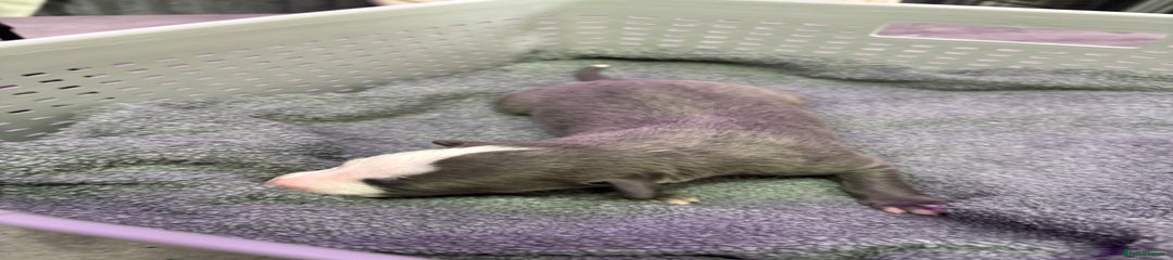 Whippet Puppy 6