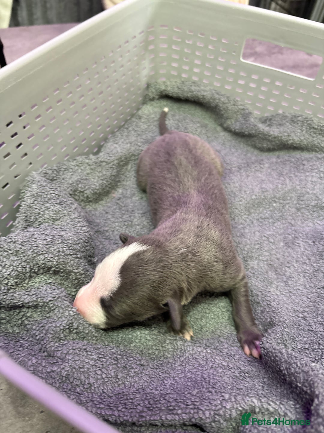 Whippet dogs for sale: Whippet , blue and blue and white puppies for sale - Image 22
