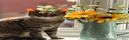 Domestic Shorthair cats for sale: 2 Gorgeous Girls for Re-homing - Advert 27