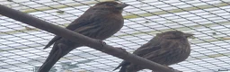 Finches birds for sale: Mexican House Finches - Advert 1