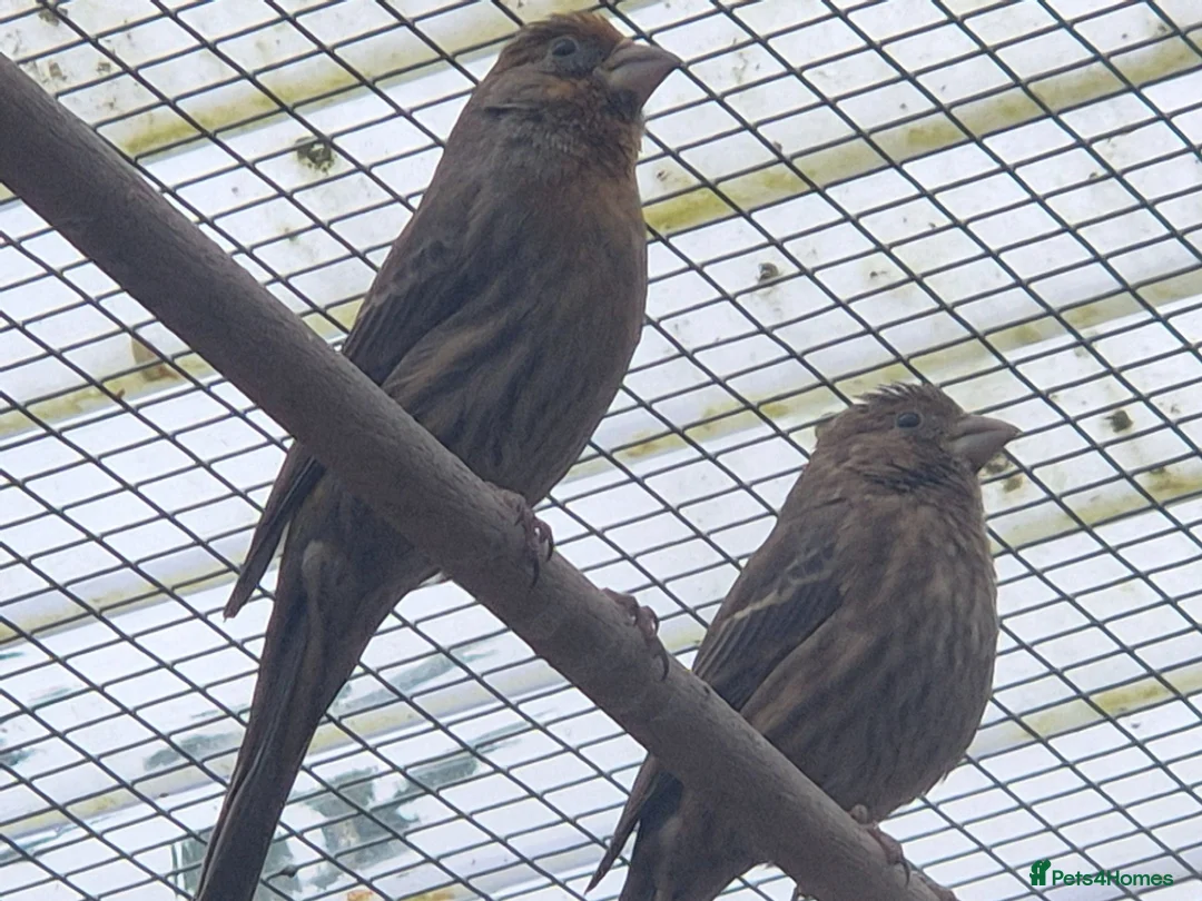 Finches birds for sale: Mexican House Finches - Advert 1