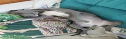 Whippet dogs for sale: Show quality KC reg pups - Advert 33