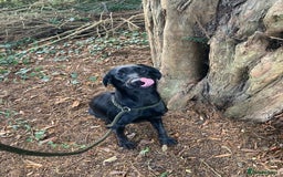 Mixed Breed dogs for sale: Stunning Work Labrador Mix  - Image 2