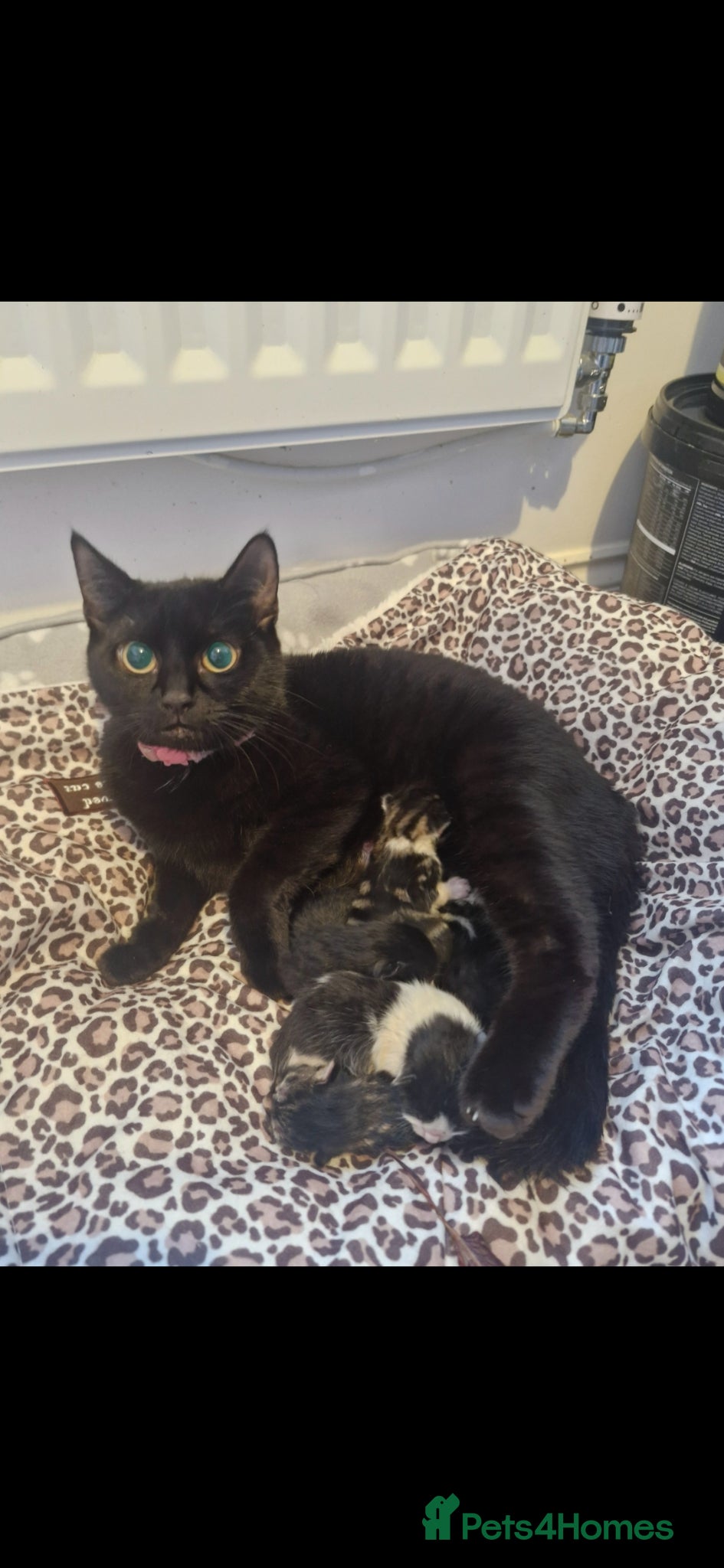 Domestic Shorthair cats Tabby kittens / domestic shorthair - Advert 1