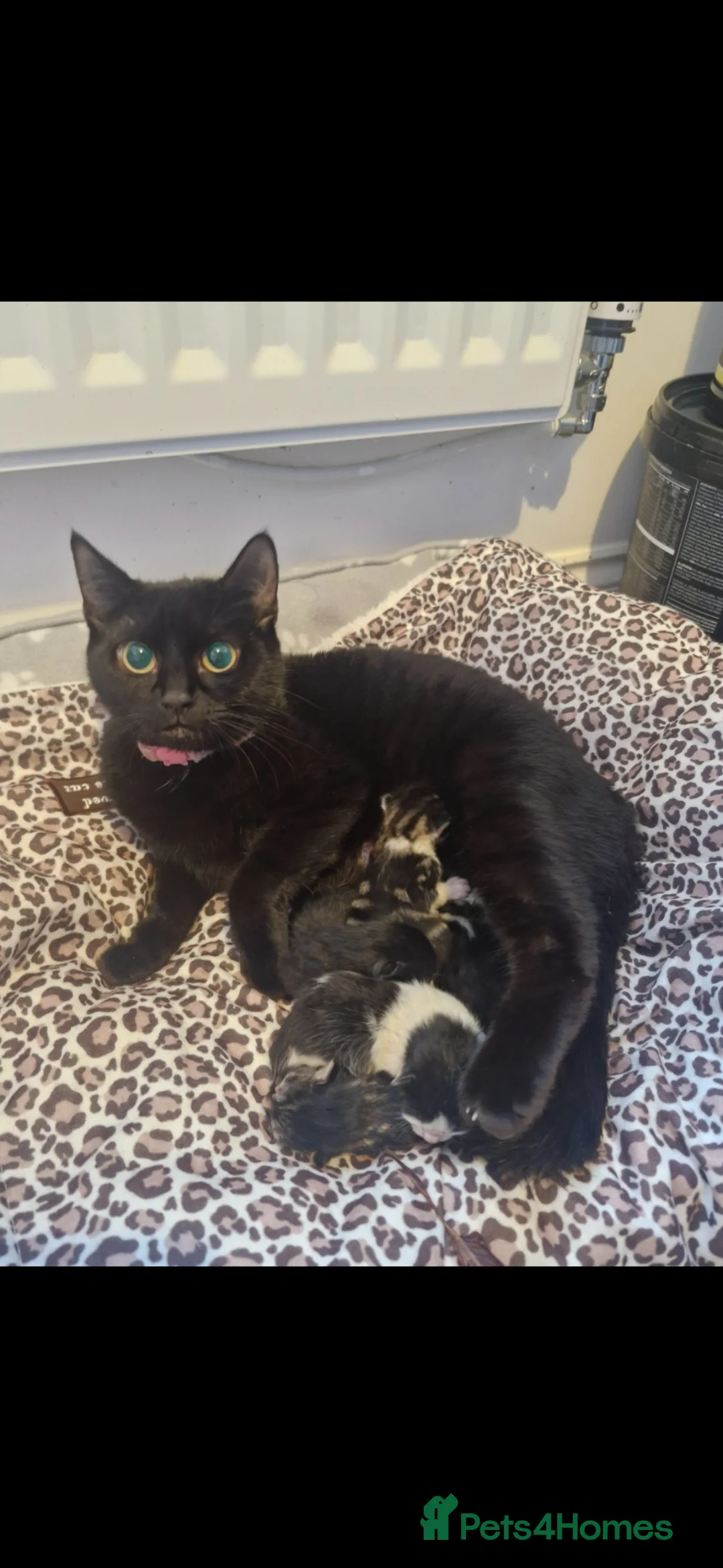 Domestic Shorthair cats for sale: Tabby kittens / domestic shorthair - Advert 1