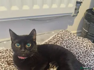 Domestic Shorthair cats Tabby kittens / domestic shorthair - Advert 1