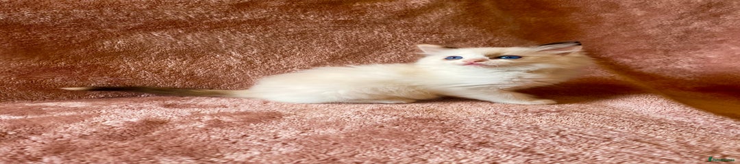 Ragdoll Kitten 3