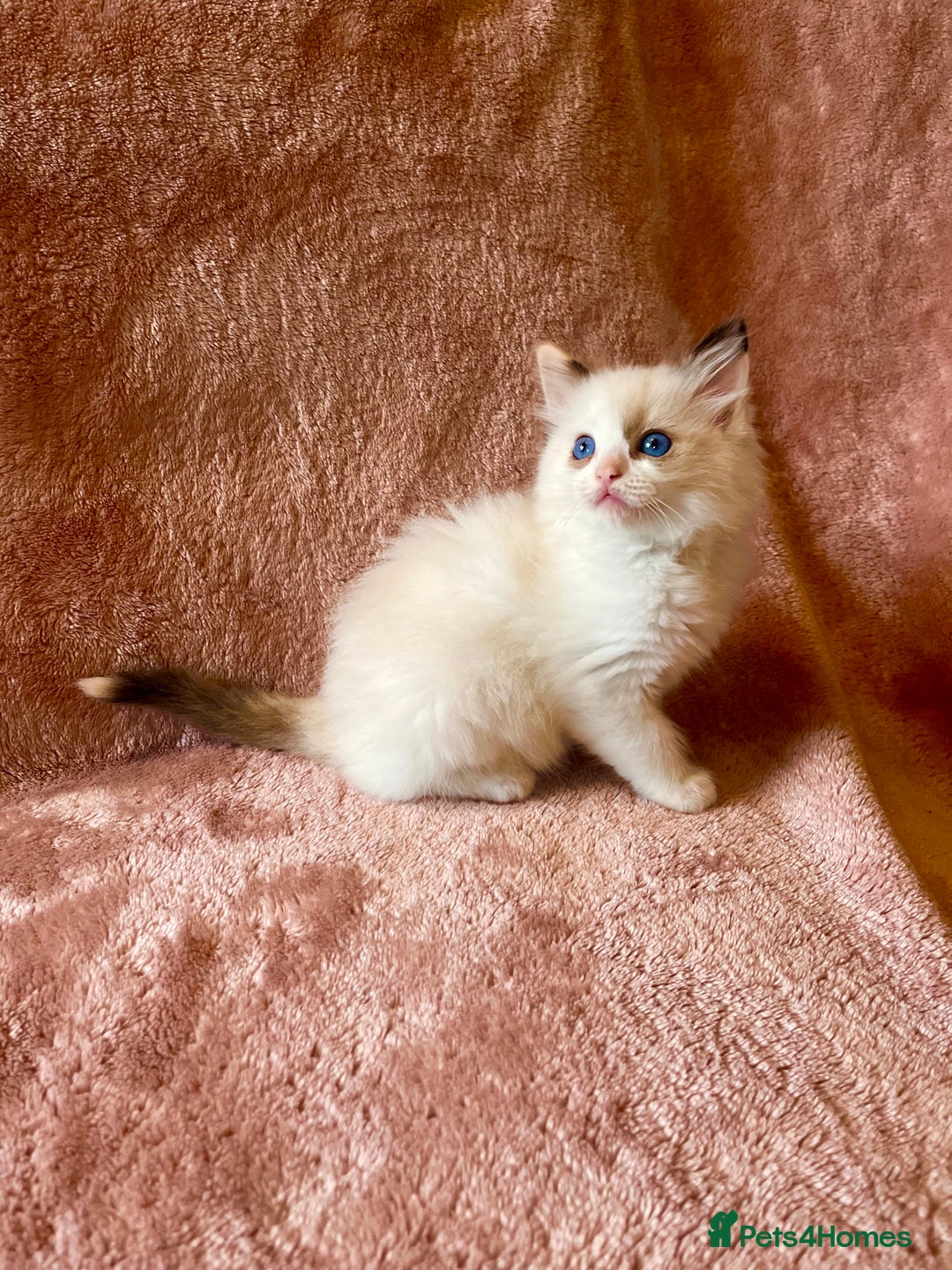 Ragdoll cats for sale: Quality kittens from DNA tested parents - Image 9