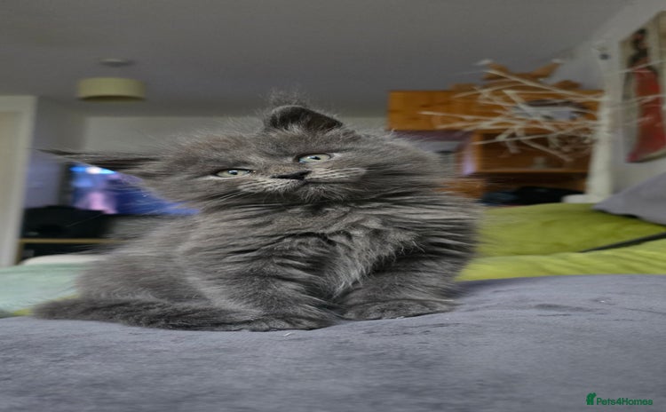 Maine Coon cats - Advert 12