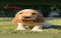Cocker Spaniel dogs for sale: Last boy! Top quality show-type Cocker Spaniels! in Leicester - Image 17