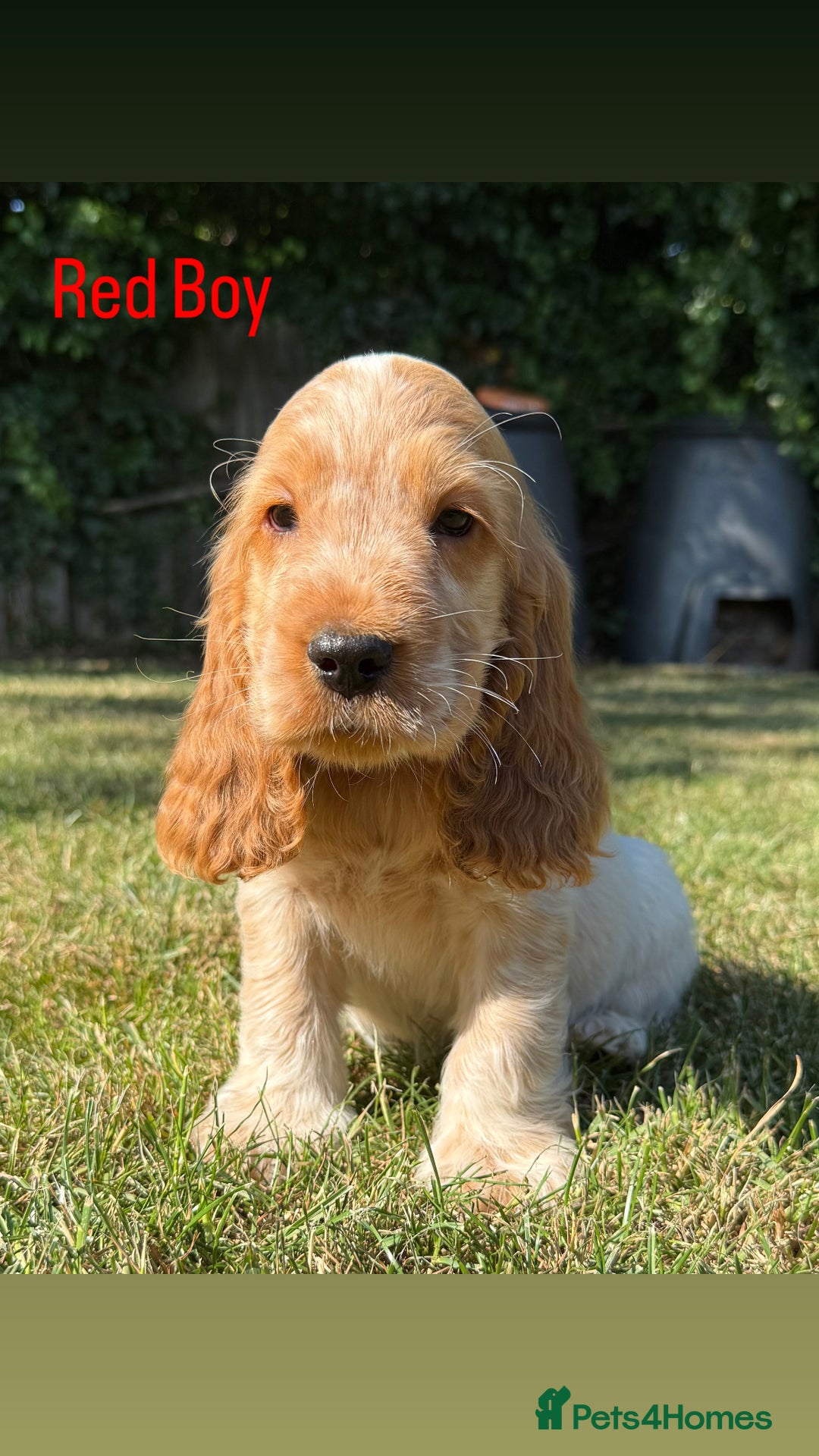 Cocker Spaniel dogs for sale: Last boy! Top quality show-type Cocker Spaniels! in Leicester - Image 17
