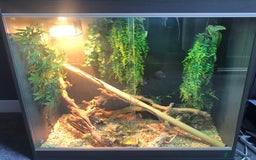 Chameleon reptiles for sale: DELUXE VIVARIUM+TWO JUVENILE YEMEN CHAMELEONS  - Image 1