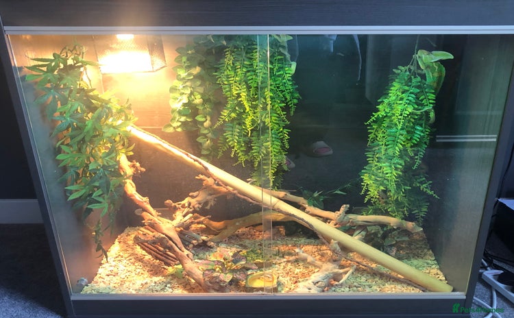 Chameleon reptiles - Advert 9