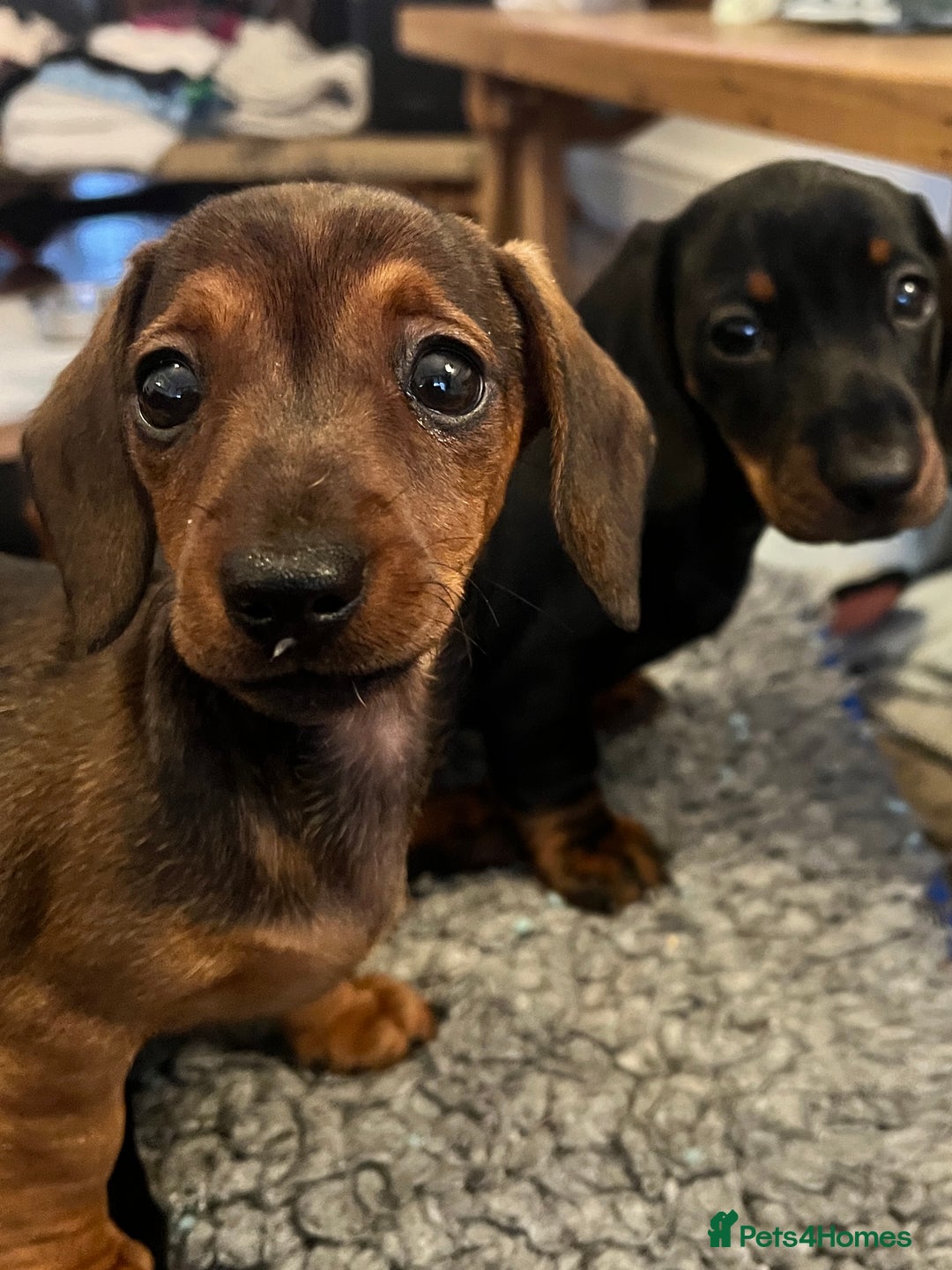 Miniature Dachshund dogs for sale: Excellent bloodlines mini smooth hair dachshunds  - Image 14