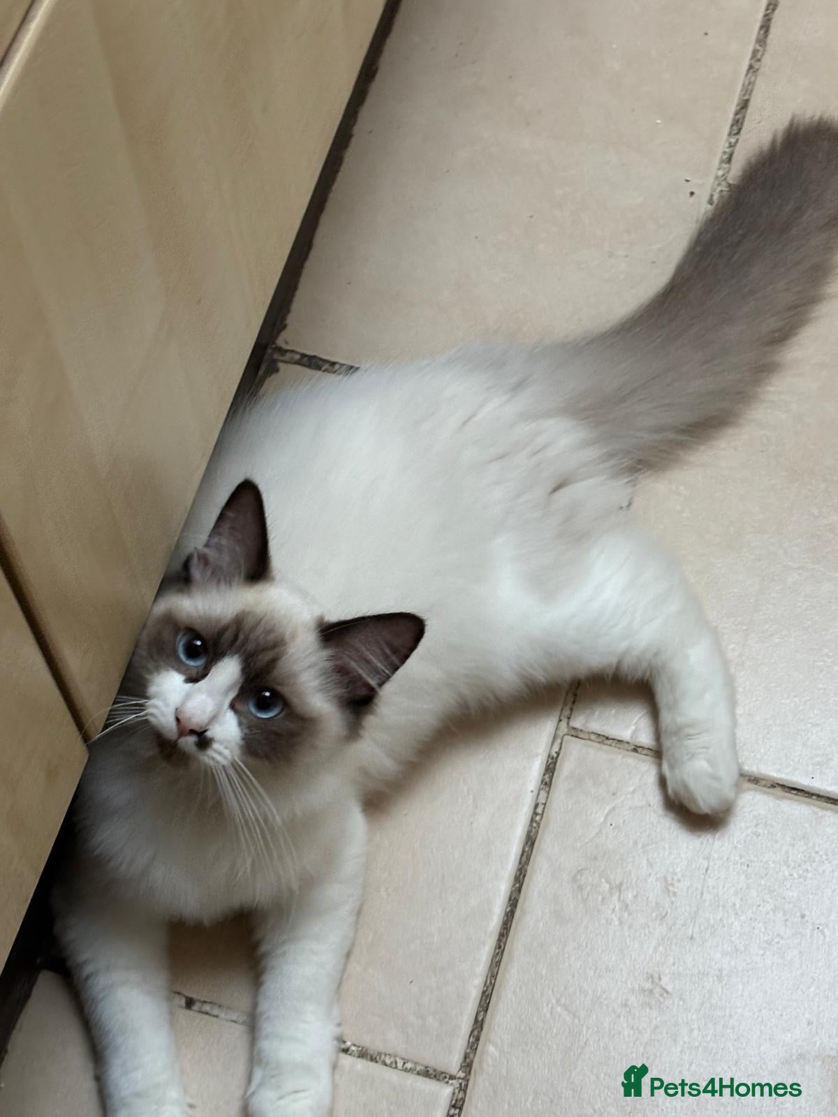 Ragdoll cats for sale: Last boys left Ragdoll kittens  - Advert 5