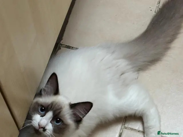 Ragdoll cats for sale: Last boys left Ragdoll kittens - Advert 11