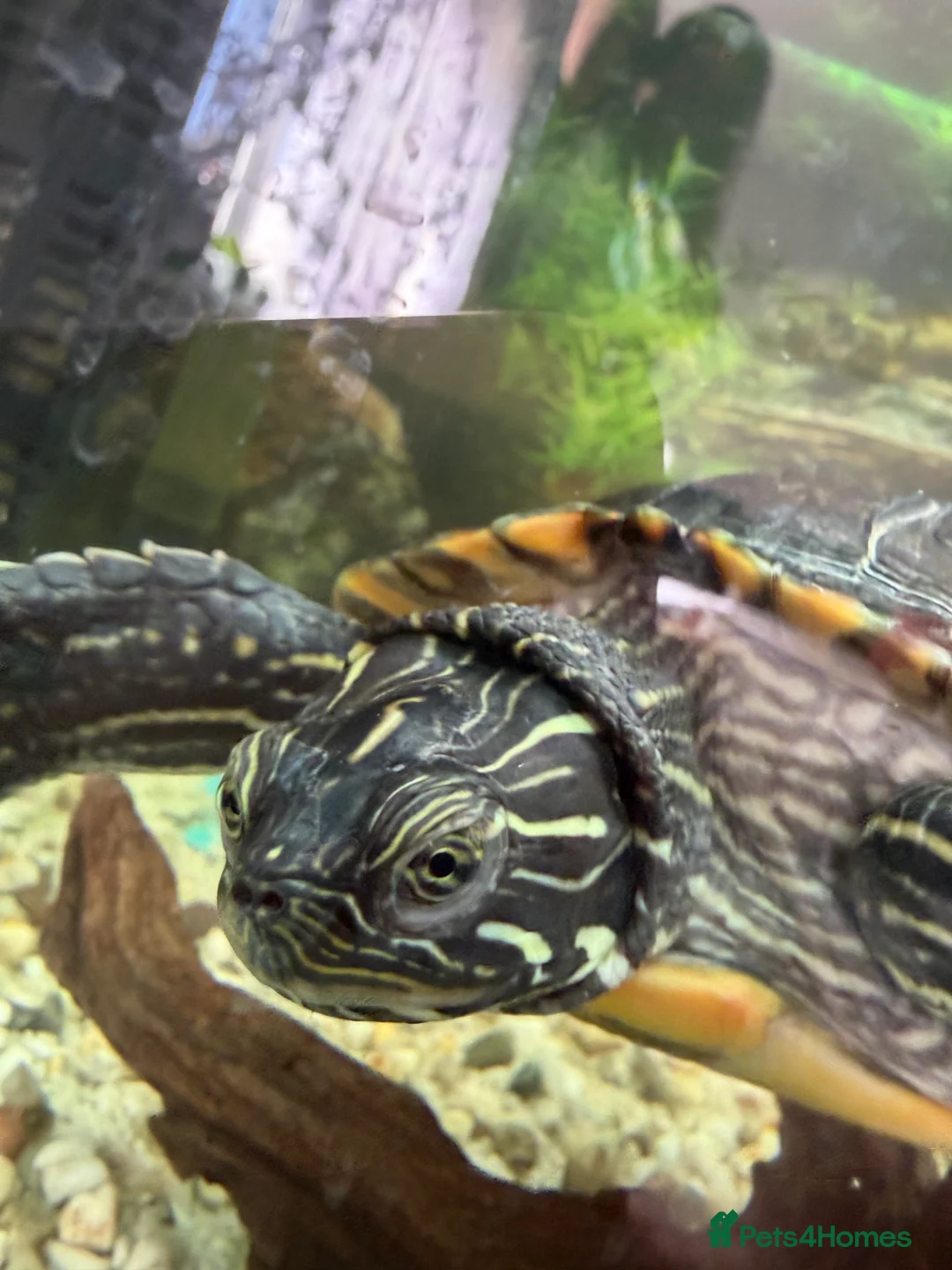 Turtle reptiles for sale: 2 turtles - Advert 2