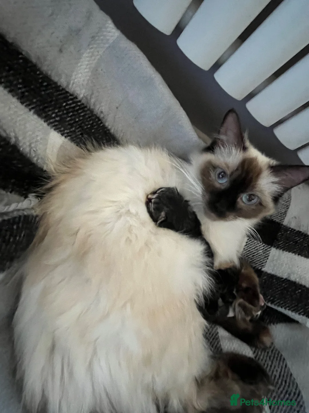 Mixed Breed cats for sale: Mixed ragdoll kittens  - Advert 5