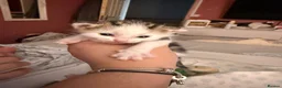 Mixed Breed cats for sale: Mixed breed kittens - Advert 6