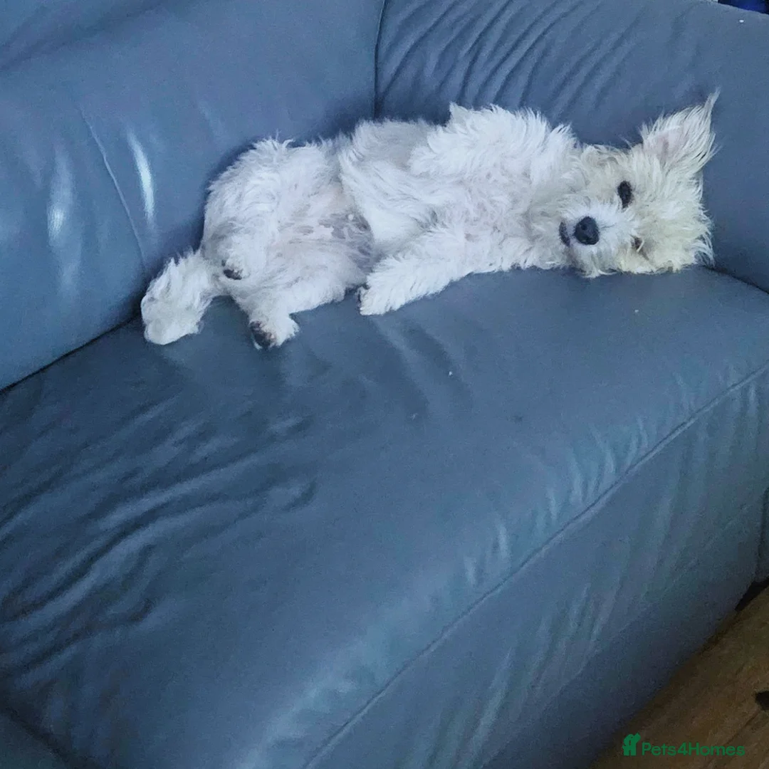 Jack Russell dogs for sale: JRT Last boy of the litter  in Havant - Advert 1