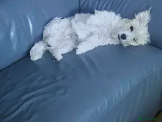 Jack Russell dogs JRT Last boy of the litter - Advert 18