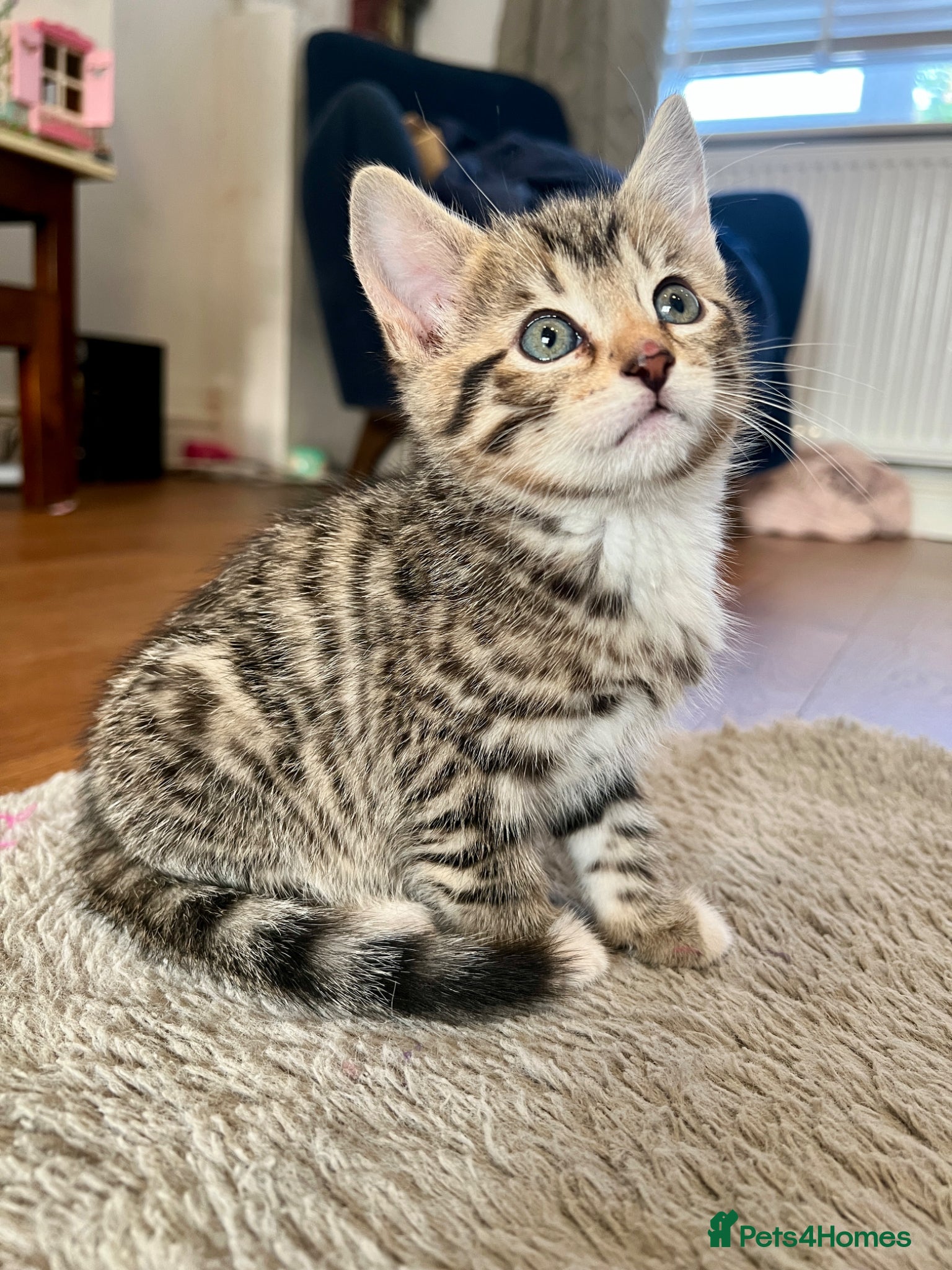 Bengal cats Bengal kitten  - Advert 18