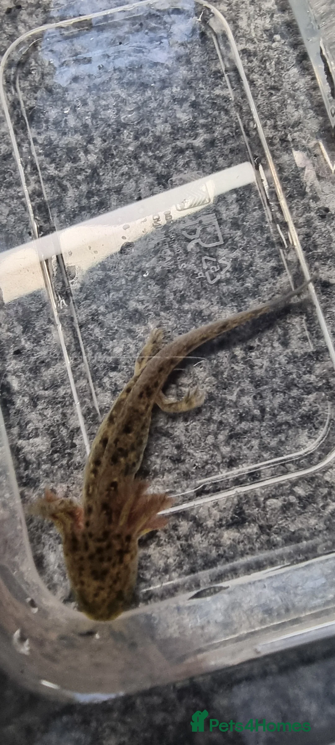 Axolotl reptiles for sale: Juvenile axolotls - Advert 7