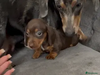 Miniature Dachshund dogs Beautiful well loved babies - Advert 2