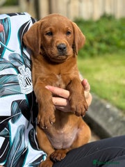 Labrador Retriever Puppy 1