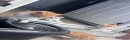 Bengal cats for sale: Kittens ready  - Advert 5