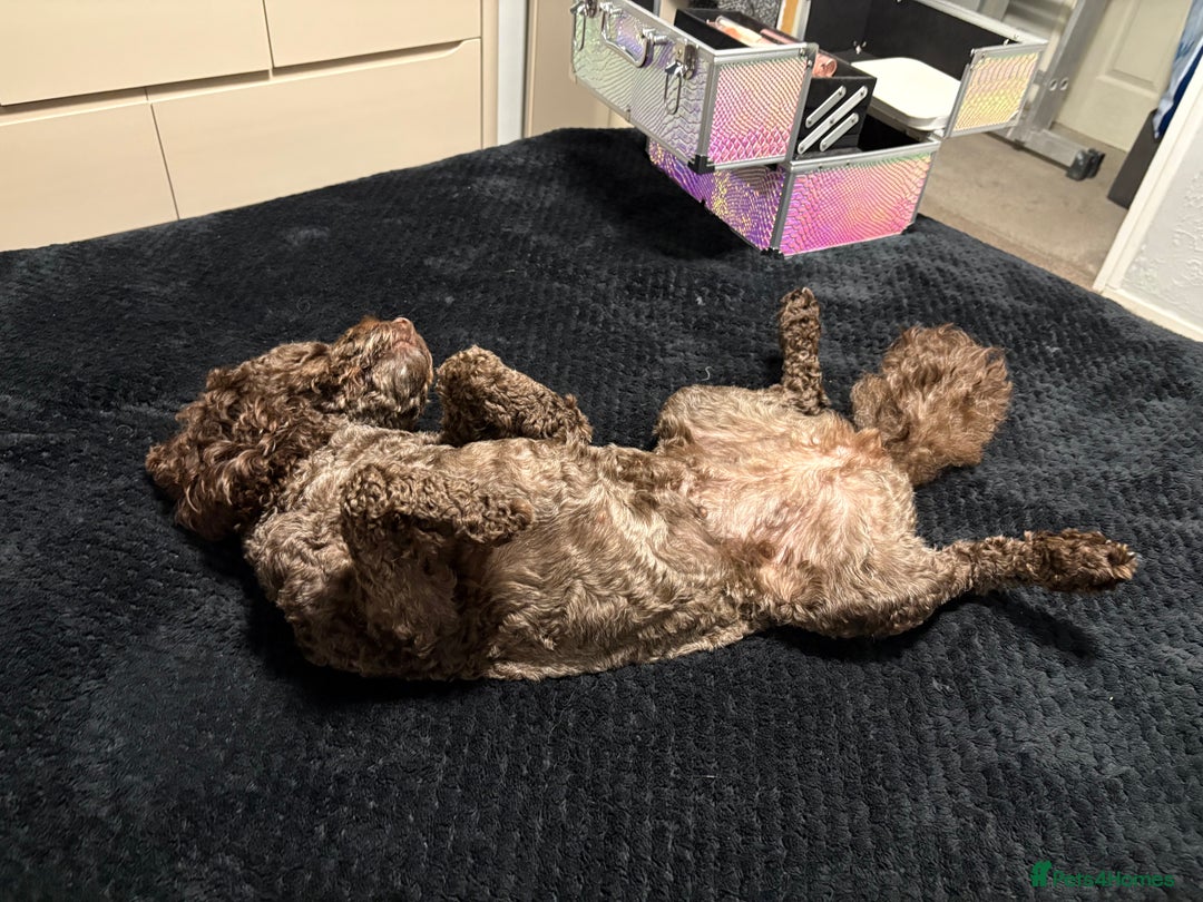 Mixed Breed dogs for sale: Female cockapoo  - Advert 3