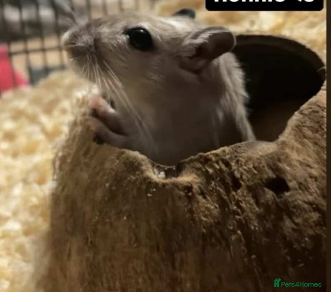 Gerbil rodents for sale: 2pcs Gerbils with Accessories - Advert 1