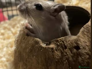 Gerbil rodents 2pcs Gerbils with Accessories - Advert 1