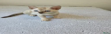 Bengal 1 green collar