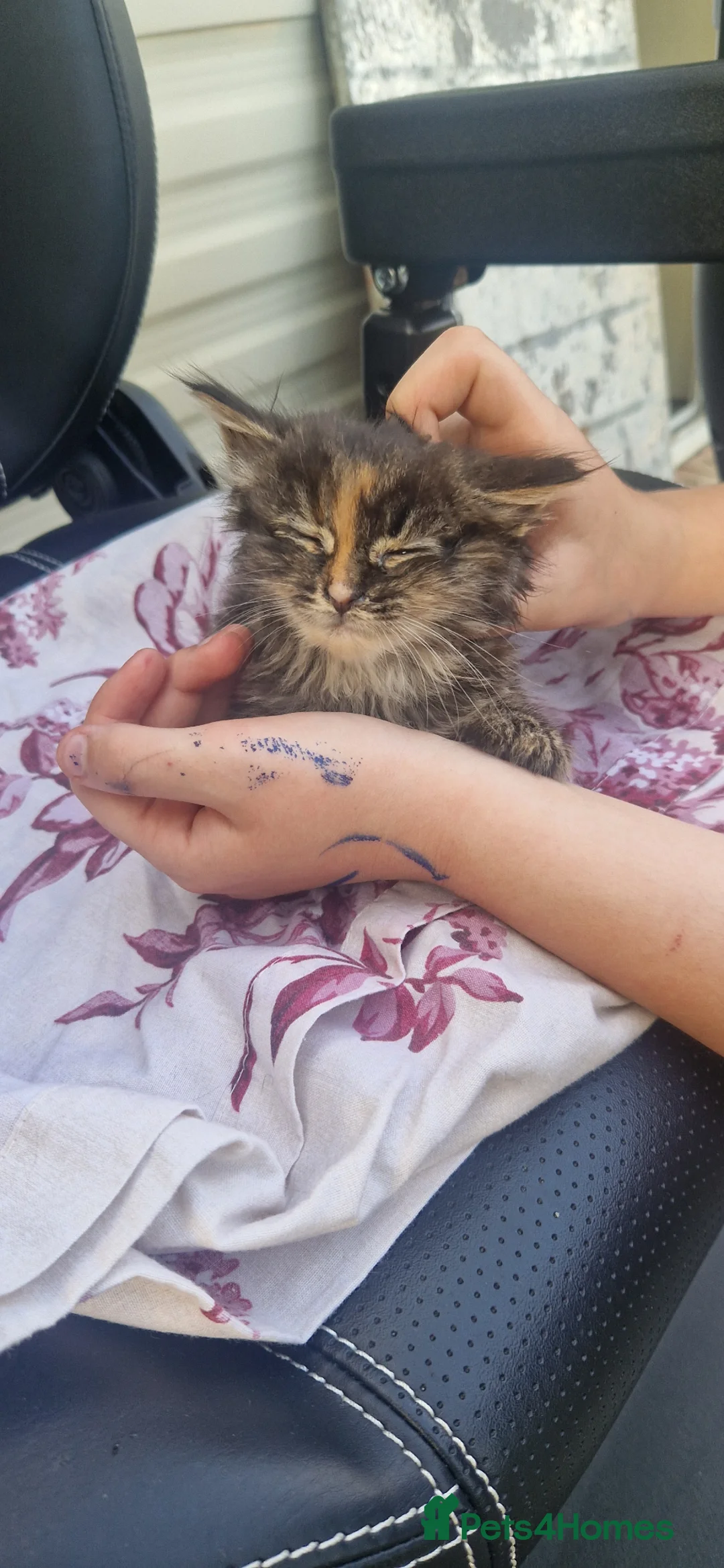 Mixed Breed cats for sale: Kittens looking for their new forever home in Peterborough - Advert 1