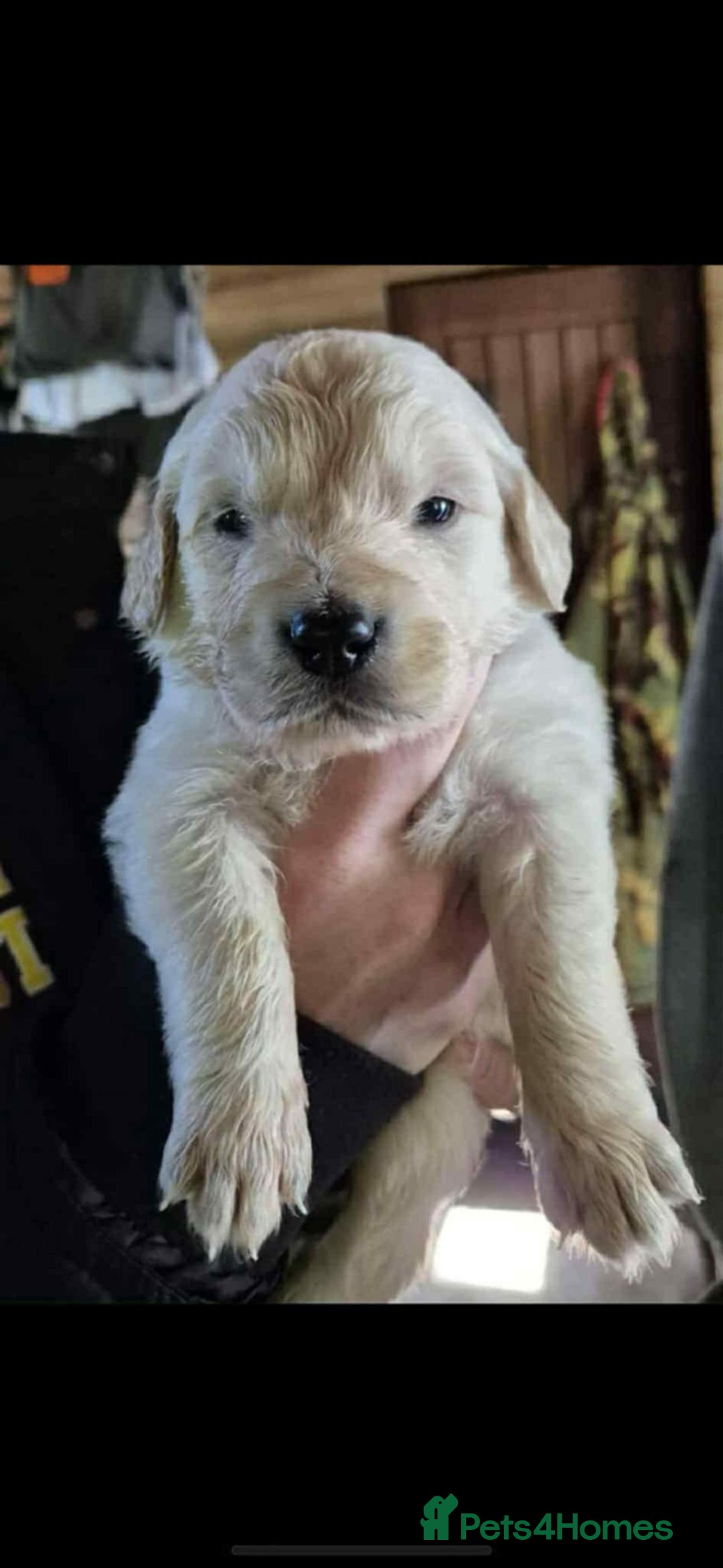 Golden Retriever dogs for sale: Golden retriever puppies - Image 2