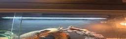 Bearded Dragon reptiles for sale: Bearded dragon and full set up  - Advert 4
