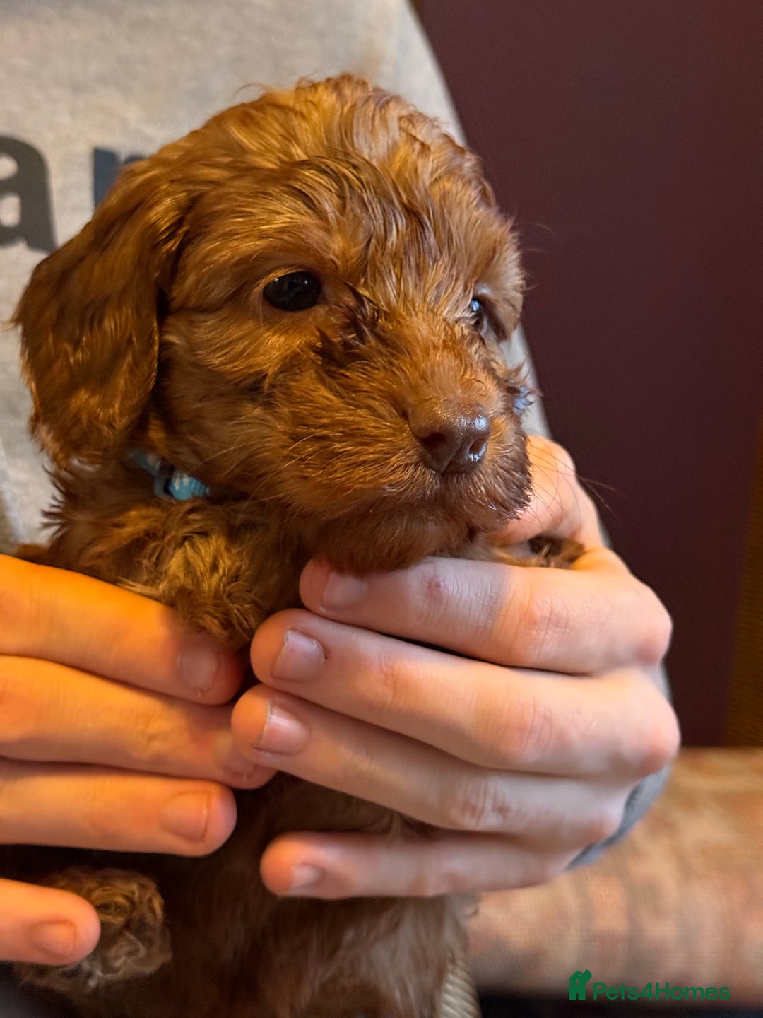 Cockapoo dogs for sale: Cockatoo puppies - Advert 4