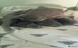 Russian Blue cats for sale: Beautiful Russian blue kittens  - Image 7