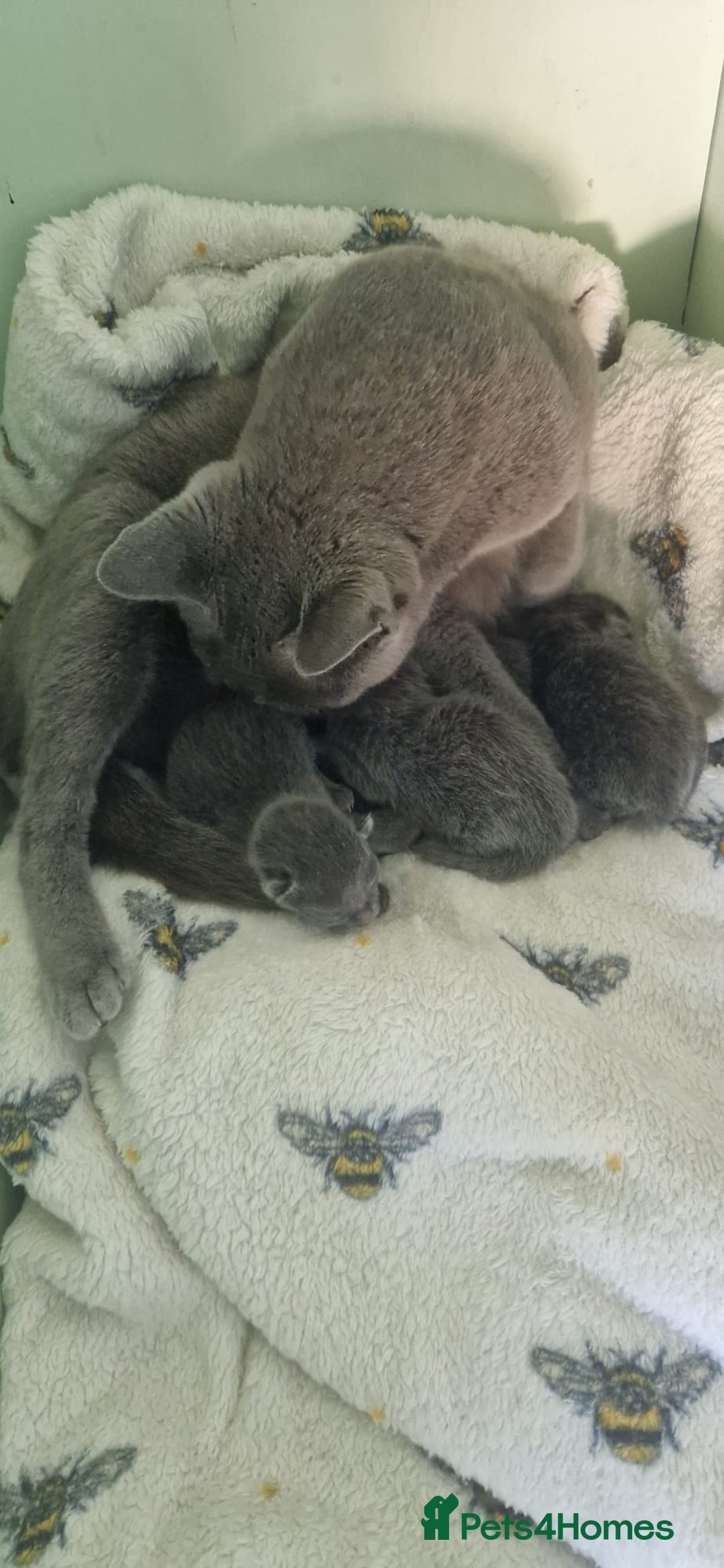 Russian Blue cats for sale: Beautiful Russian blue kittens  - Image 7