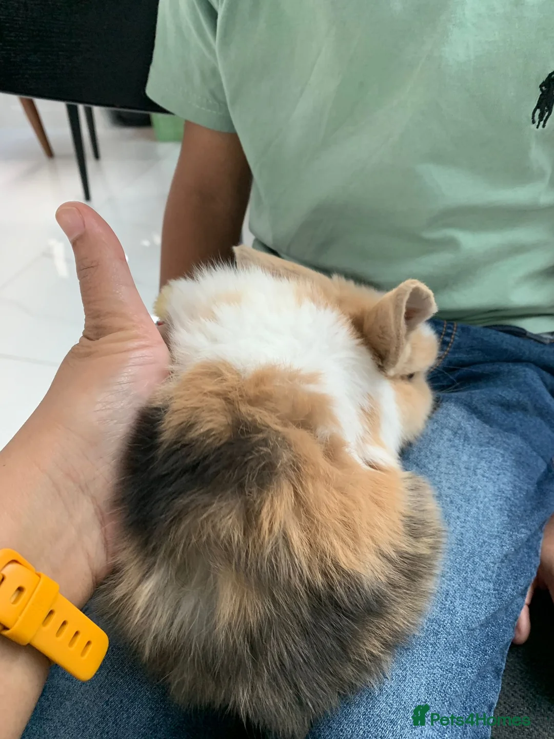 Mini Lop rabbits for sale: 3 Mini Lop Kits  - Advert 6