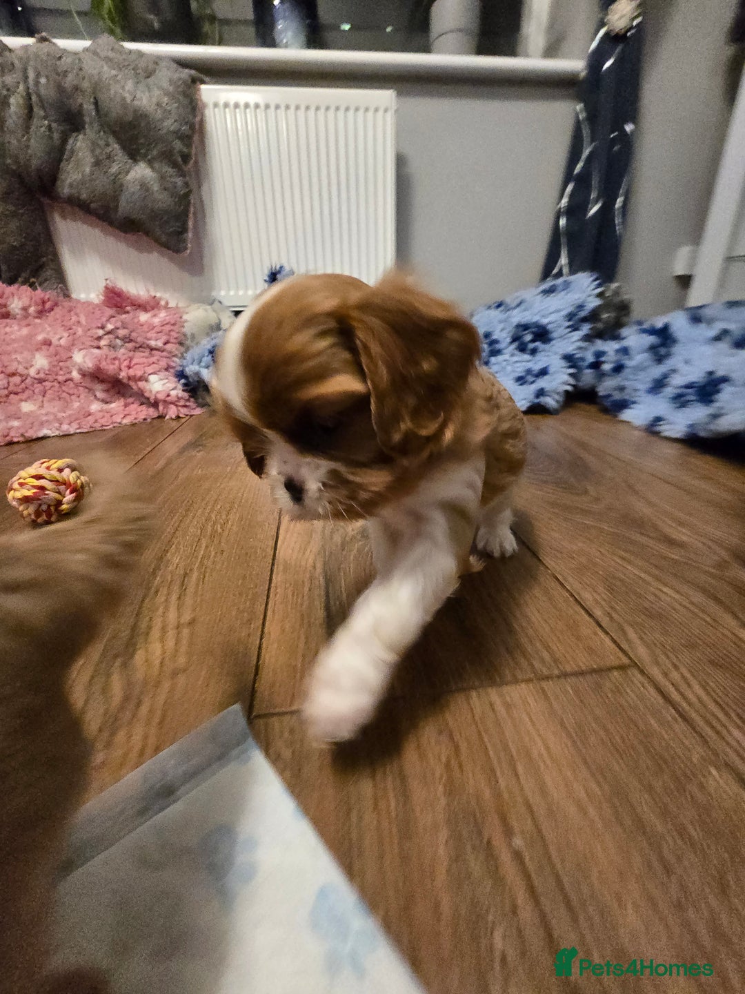 Cavalier King Charles Spaniel dogs for sale: Beautiful KC Registered. Health Tested Parents. - Advert 12