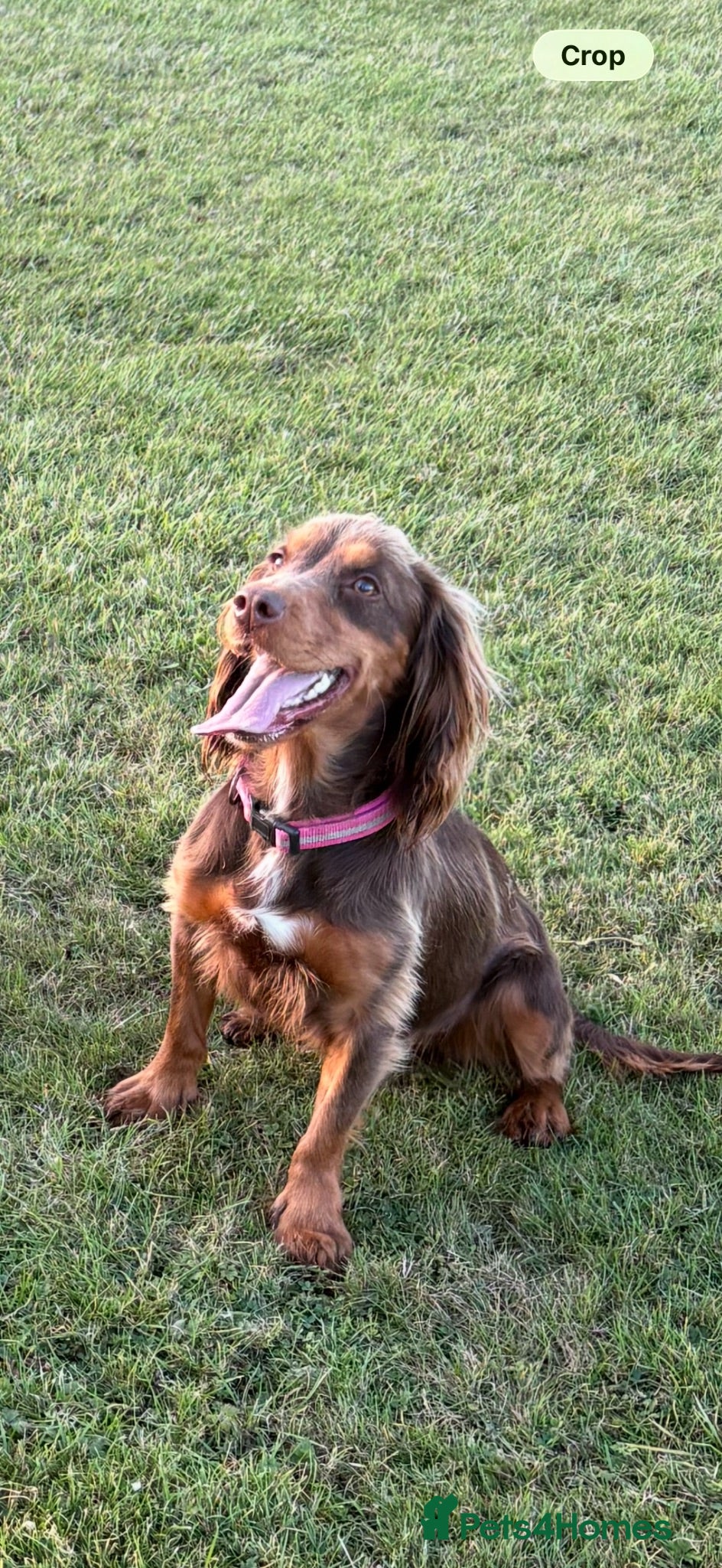 Cocker Spaniel dogs Adorable cocker spaniels puppy’s  - Advert 1