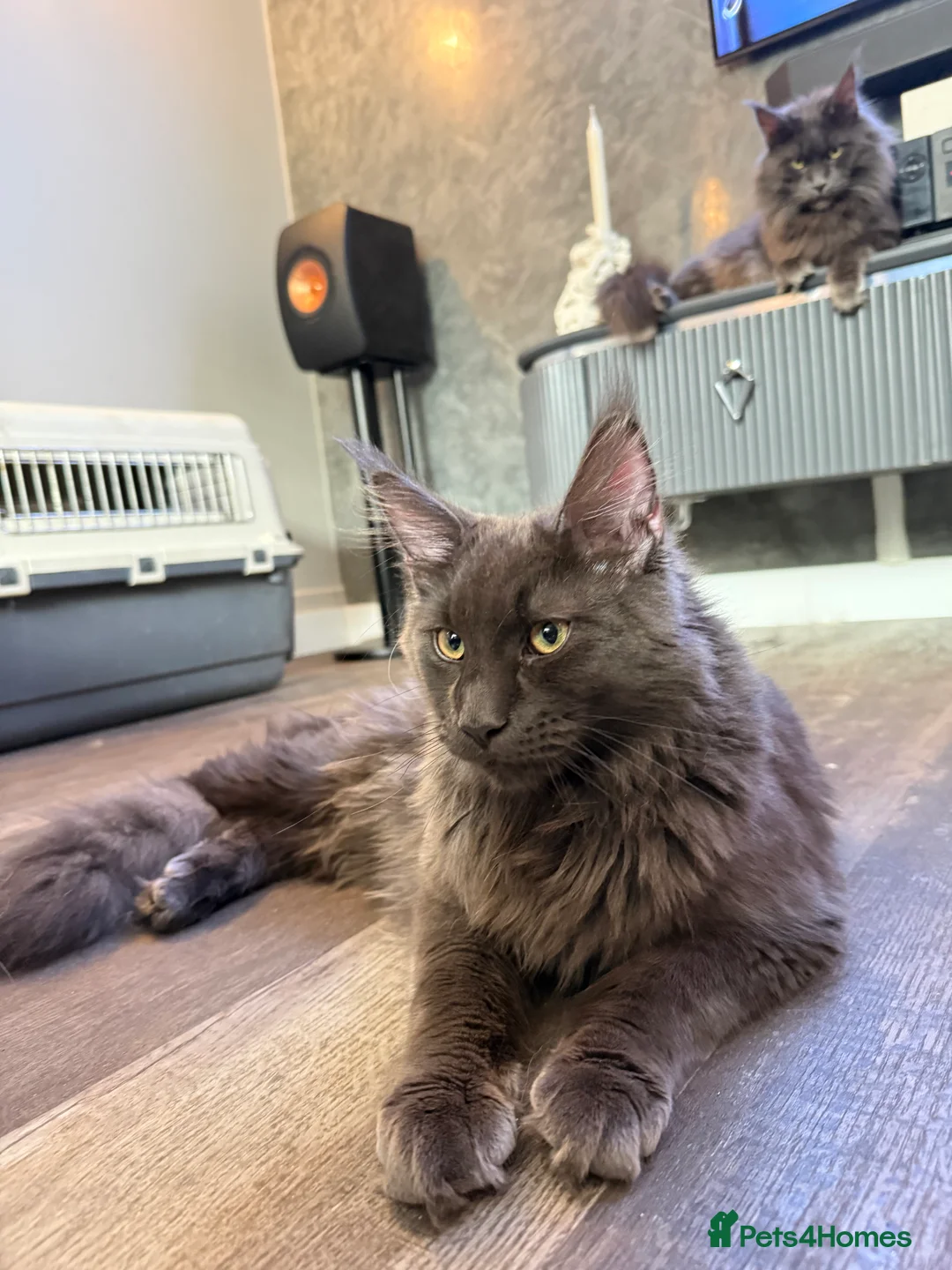 Maine Coon cats for sale:  Maine Coon Kittens Looking for Loving Homes 🐾 - Advert 11