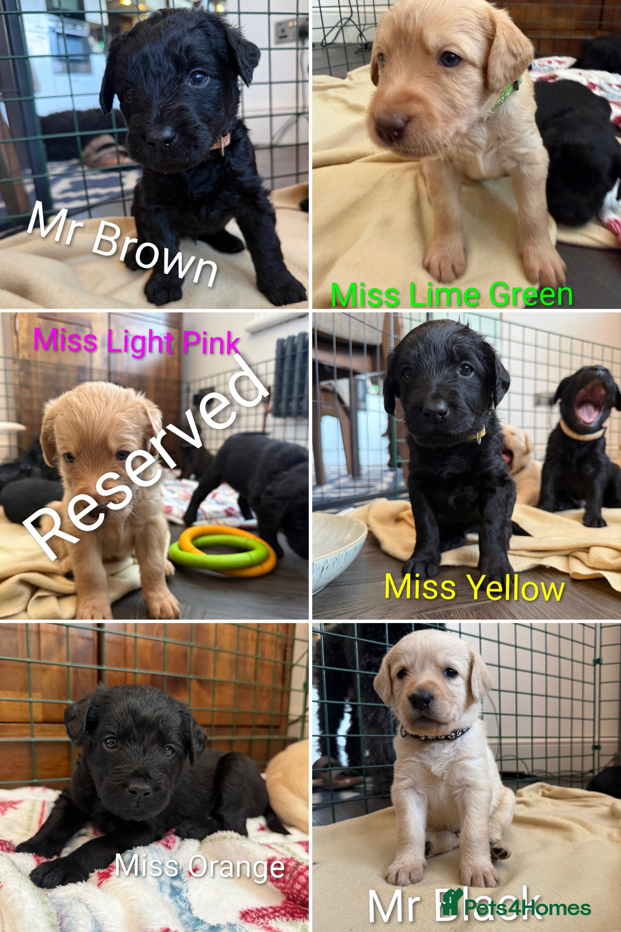 Labradoodle dogs Labradoodle Puppies  - Advert 11