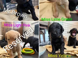 Labradoodle dogs Labradoodle Puppies - Advert 11